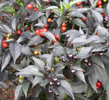 Photo of Black Pearl Ornamental Pepper foliage, fruit by Avant Gardens