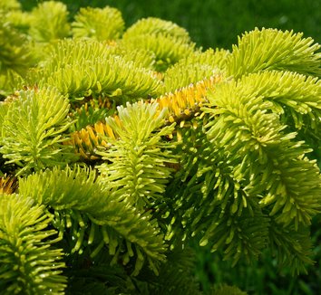 Photo of Abies nordmanniana 'Golden Spreader' foliage by Karl Gercens III