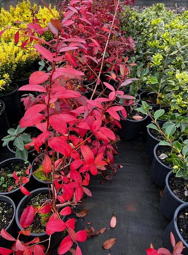 Zenobia pulverulenta 'Raspberry Ripple' | Zenobia pulverulenta ...
