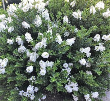 Photo of Hebe odora flower, foliage by Little Prince of Oregon