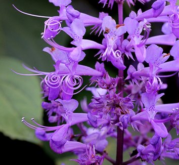 Photo of Plectranthus ecklonii flower by Annie's Annuals & Perennials
