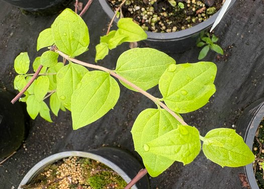 Photo of Philadelphus 'Yellow Cab' foliage by plant lust