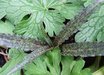 Eucomis