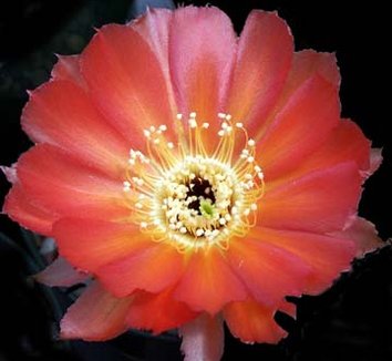 Photo of Echinopsis haematantha var. amblayensis flower by Kara Nursery