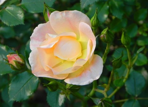 Rosa Oso Easy® Peachy Cream PP15982 Rosa Peachy Cream plant lust