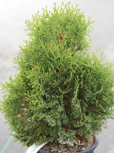 Thuja occidentalis 'Mecki' | Thuja occidentalis 'Meckii' | Meckii  Arborvitae | plant lust