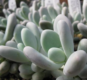 Photo of Pachyphytum oviferum foliage by Cistus Nursery