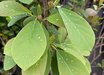 Magnolia Marilyn's Choice™ PP34917