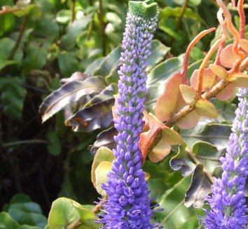 Photo of Veronica 'Cristata' flower by Dancing Oaks Nursery