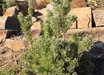 Adenanthos