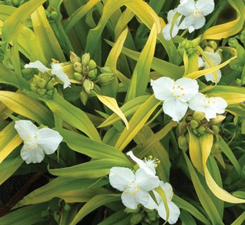Photo of Tradescantia 'Angelic Charm' flower, foliage by Terra Nova Nurseries, Inc.