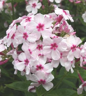 Phlox paniculata Flame™ White Eye PP22211 | Phlox paniculata 'Flame