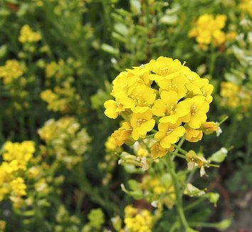 Photo of Alyssum repens flower by Agnieszka Kwiecień