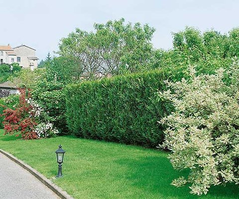 thuja occidentalis yellow ribbon Thuja occidentalis 'Yellow Ribbon' Dwarf Arborvitae  Mr Maple  Buy  Japanese Maple Trees