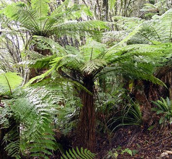 Photo of Cyathea smithii form by Peter Richardson