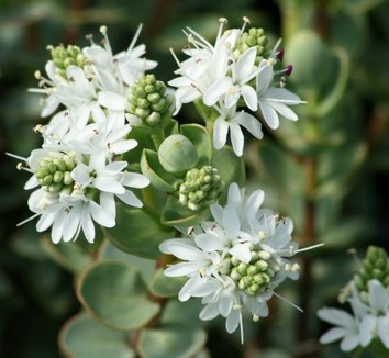 Photo of Hebe glaucophylla flower, foliage by Briggs Plant Propagators