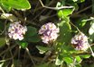 Phyla