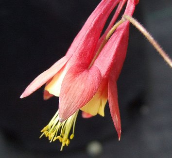 Photo of Aquilegia canadensis 'Little Lanterns' flower by Dancing Oaks Nursery