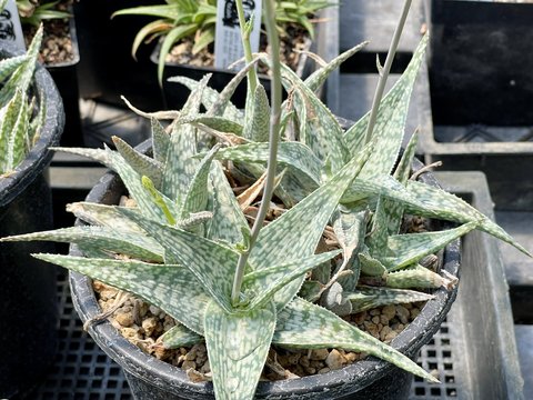 agave straws 8
