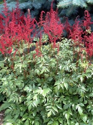 Astilbe X Arendsii Glut Astilbe Glow Astilbe Arendsii Glow Perennial Spirea Plant Lust