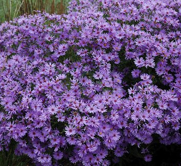 Photo of Symphyotrichum laeve 'Kurt' flower by Intrinsic Perennial Gardens