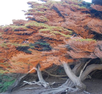 Photo of Cupressus macrocarpa form, trunk by Far Out Flora