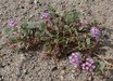 Abronia