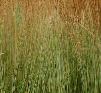 Photo of Calamagrostis x acutiflora 'Avalanche' foliage by Intrinsic Perennial Gardens