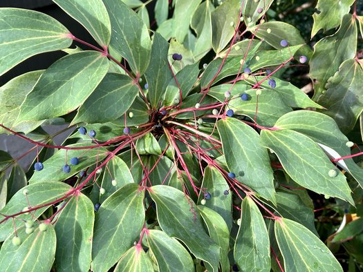 Photo of Mahonia gracilipes by Patricia Cunningham
