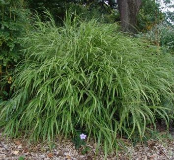 Photo of Hakonechloa macra 'Albovariegata' foliage by Avant Gardens