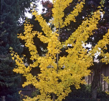 Photo of Ginkgo biloba 'Saratoga' foliage by Greer Gardens Inc.