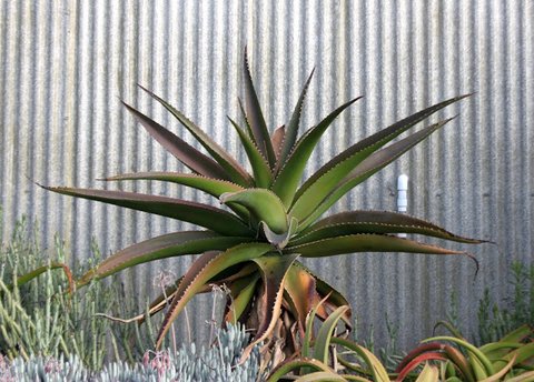 Aloe vaombe | Malagasy Tree Aloe | plant lust
