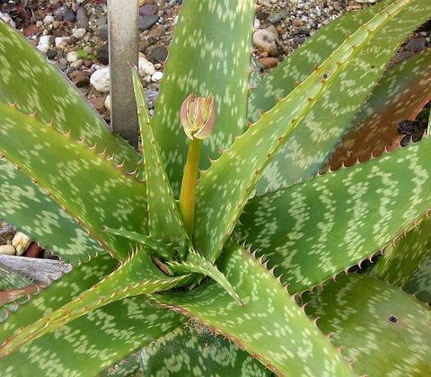 Aloe greenii | | plant lust