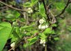 Staphylea