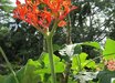 Jatropha