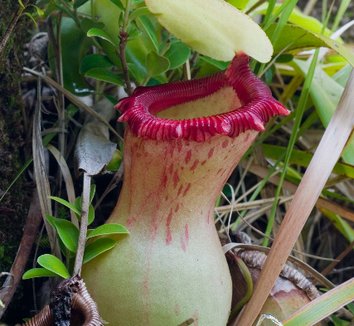 Photo of Nepenthes ventricosa flower by Attenboroughii