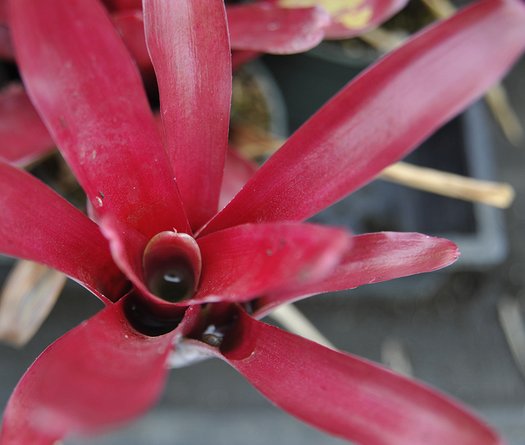 Live Neoregelia Bromeliad Pup - 'Kilauea Fire' - Tropical Plant For Indoor/Outdoor, Multicolor Foliage