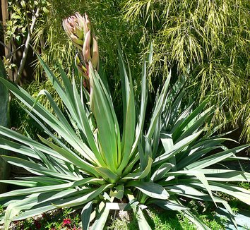 Photo of Beschorneria yuccoides foliage by Stan Shebs