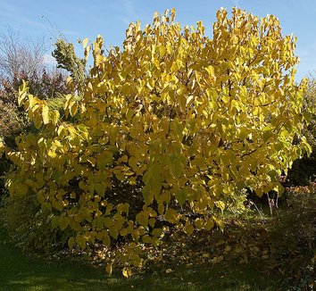 Photo of Morus nigra foliage by Wouter Hagens