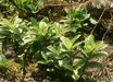 Veratrum
