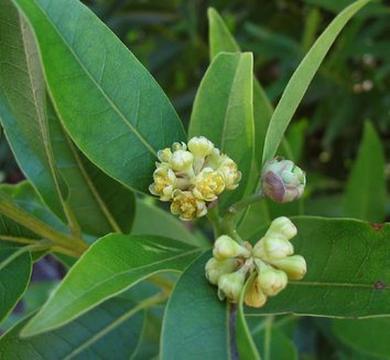 Photo of Umbellularia californica [SBH 9689] flower by Santa Monica Mountains Recreation Area