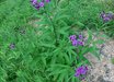Vernonia