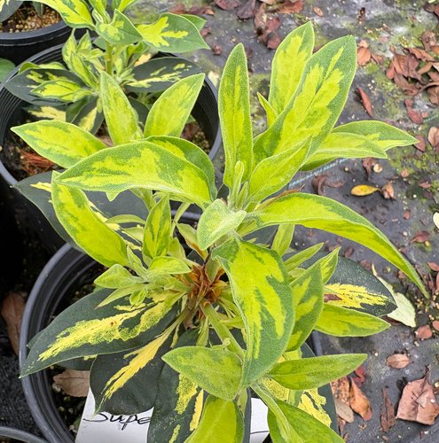 Photo of Rhododendron 'Super Flimmer' foliage by plant lust