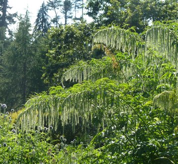 Datisca from multiple nurseries on Plant Lust