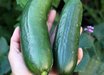 Green Fingers Persian Cucumber