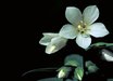 Polemonium