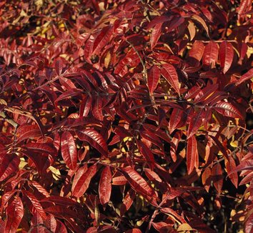Tree Rhus Verniciflua Rhus from multiple nurseries on Plant Lust