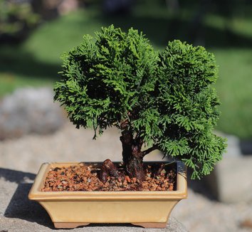 Photo of Chamaecyparis obtusa 'Nana' bonsai, foliage by ragesoss