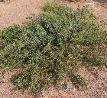 Photo of Acacia redolens form by Stan Shebs