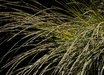 Muhlenbergia